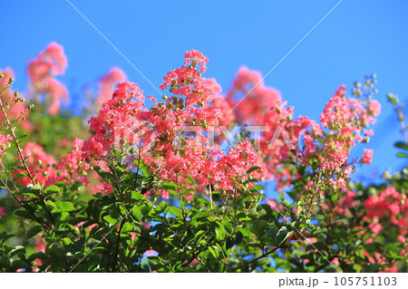 青空に伸びるピンク色のサルスベリ花　 105751103