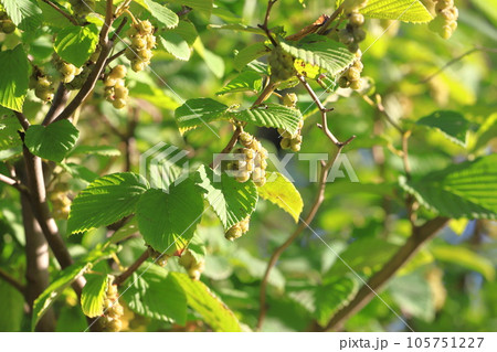 土佐水木（とさみずき）の実 105751227