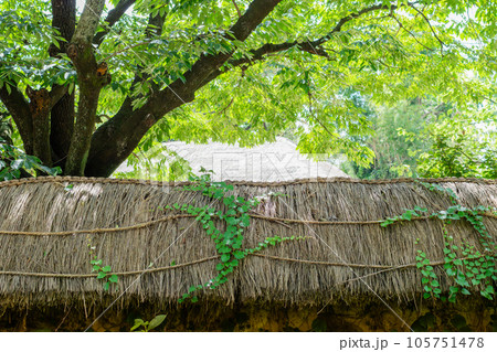 Green ivy on a thatched roof made of rice straw. Green ivy on a thatched roof made of rice straw. 105751478