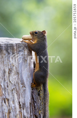 Small Squirrel with Peanut on a tree Small Squirrel with Peanut on a tree 105751659