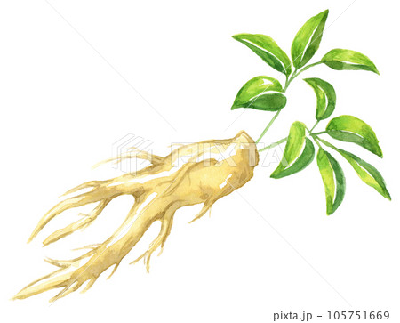 水彩画　オタネニンジン　高麗人参 105751669