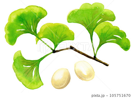 水彩画　イチョウ葉 105751670