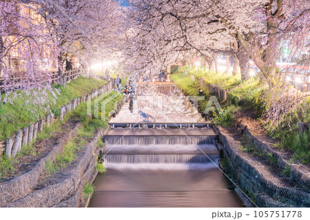 川越新河岸川沿いに咲く夜桜ライトアップ 川越新河岸川沿いに咲く夜桜ライトアップ 105751778