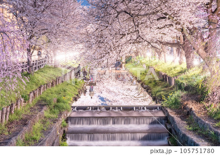 川越新河岸川沿いに咲く夜桜ライトアップ 105751780