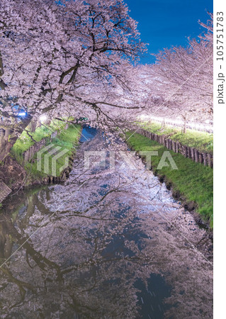 川越新河岸川沿いに咲く夜桜ライトアップ 川越新河岸川沿いに咲く夜桜ライトアップ 105751783