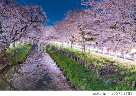川越新河岸川沿いに咲く夜桜ライトアップ 105751785