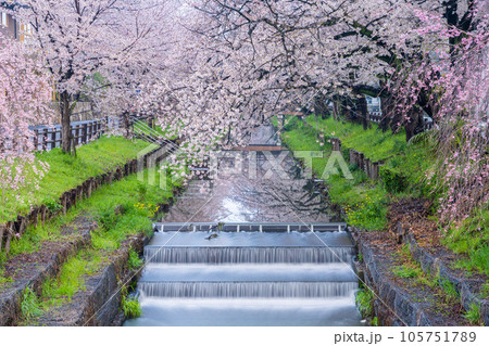 川越の絶景　川越氷川神社裏の新河岸川沿いに咲く満開の桜 105751789