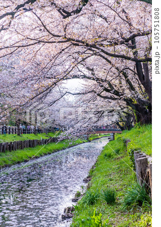川越の絶景　川越氷川神社裏の新河岸川沿いに咲く満開の桜 105751808