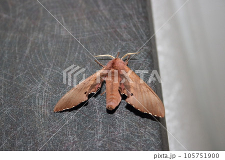 モモスズメ（蛾） 105751900