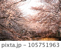 桜のある風景 105751963