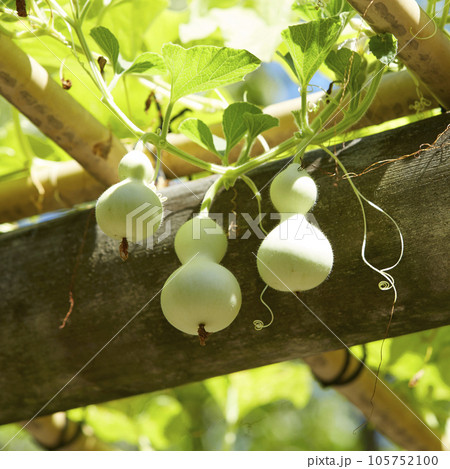 ひょうたん棚8月の風景 105752100