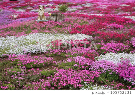 北海道 三島さんの芝桜庭園 北海道 三島さんの芝桜庭園 105752231