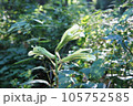 光の中に咲くうばゆりの花 105752585