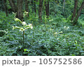ウバユリの咲く森 105752586