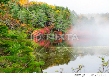 【霧素材】【紅葉素材】霧に包まれた錦秋の白駒の池【長野県】 【霧素材】【紅葉素材】霧に包まれた錦秋の白駒の池【長野県】 105752598