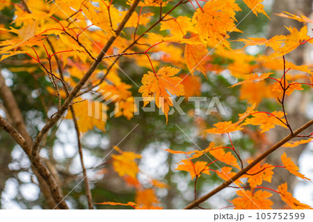 【霧素材】【紅葉素材】霧に包まれた錦秋の白駒の池【長野県】 105752599
