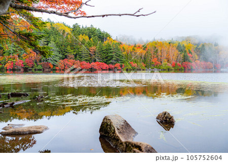 【霧素材】【紅葉素材】霧に包まれた錦秋の白駒の池【長野県】 【霧素材】【紅葉素材】霧に包まれた錦秋の白駒の池【長野県】 105752604