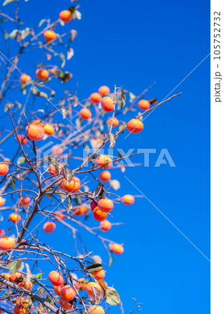 【秋素材】木に生っている柿の実と青空【長野県】 105752732