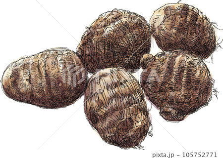 Taro illustration - Stock Illustration [105752771] - PIXTA
