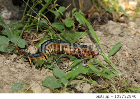 ムカデの捕食 105752940