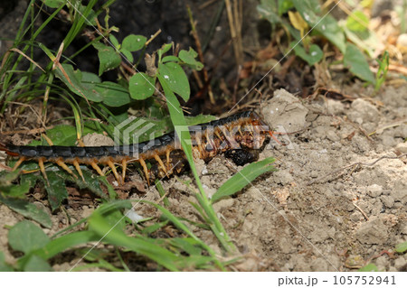ムカデの捕食 105752941