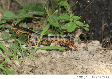 ムカデの捕食 ムカデの捕食 105752943