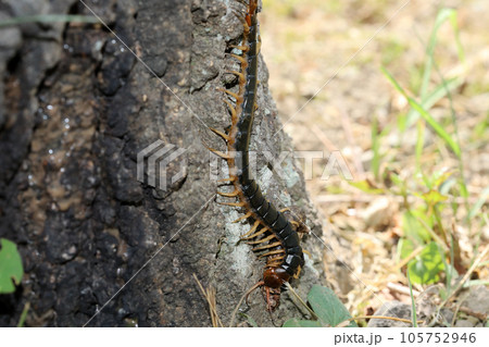 ムカデの捕食 105752946