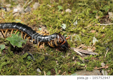 ムカデの捕食 105752947