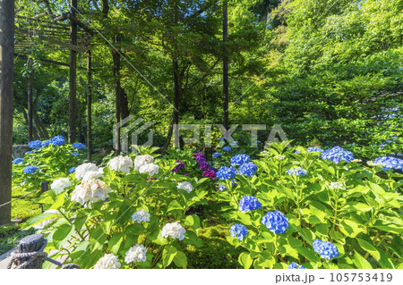 京都・泉涌寺塔頭　新善光寺　紫陽花の丘 105753419