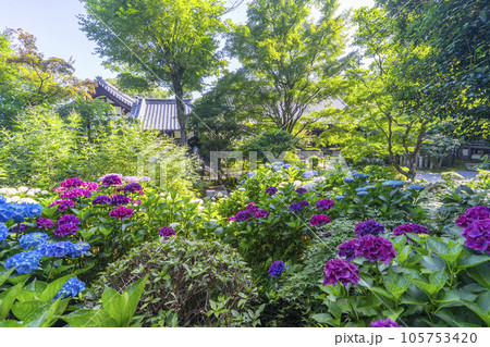 京都・泉涌寺塔頭　新善光寺　紫陽花の丘 105753420