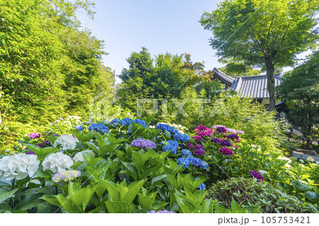 京都・泉涌寺塔頭　新善光寺　紫陽花の丘 105753421