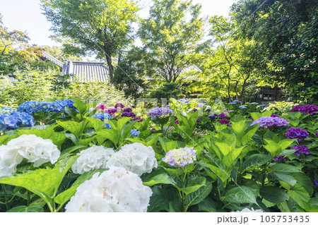 京都・泉涌寺塔頭 新善光寺 満開の紫陽花の丘 京都・泉涌寺塔頭 新善光寺 満開の紫陽花の丘 105753435
