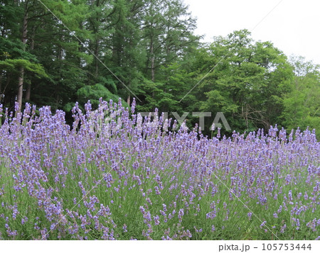 富良野のラベンダー畑 富良野のラベンダー畑 105753444