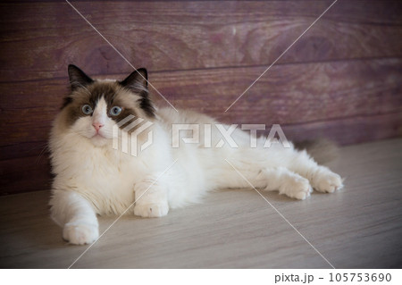 Young beautiful purebred Ragdoll cat at home Young beautiful purebred Ragdoll cat at home 105753690