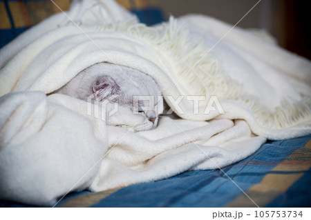 adult cat breed Scottish chinchilla with straight ears, sleeps adult cat breed Scottish chinchilla with straight ears, sleeps 105753734