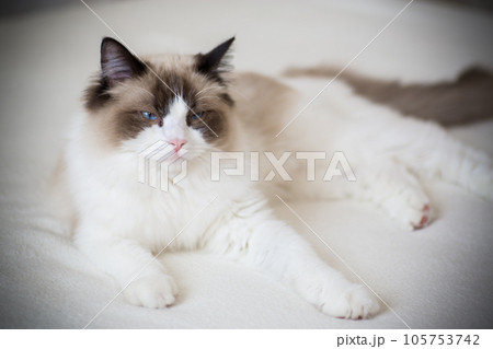 Young beautiful purebred Ragdoll cat at home Young beautiful purebred Ragdoll cat at home 105753742