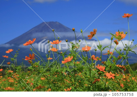 秋の花コスモスと冠雪した富士山 秋の花コスモスと冠雪した富士山 105753758