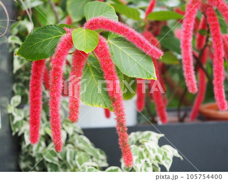 ベニヒモノキの長い花穂 ベニヒモノキの長い花穂 105754400