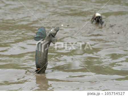 初夏の風物詩干潟で跳ねるムツゴロウ 105754527