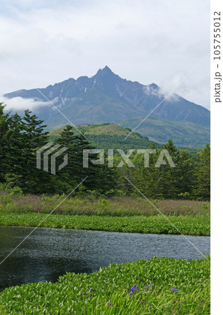 南浜湿原から見る利尻山 利尻島 北海道 南浜湿原から見る利尻山 利尻島 北海道 105755012