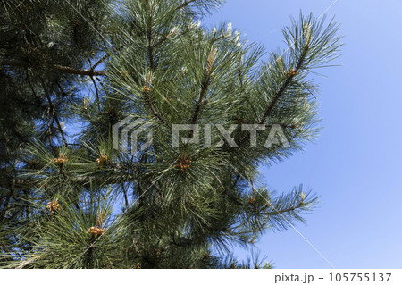 green needles on a pine tree in the spring season 105755137