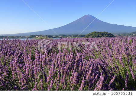 富士山 ラベンダー 105755331