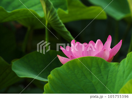 梅雨の晴れ間に可憐に咲く大賀ハス 105755396