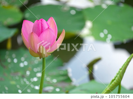 梅雨の晴れ間に可憐に咲く大賀ハス 梅雨の晴れ間に可憐に咲く大賀ハス 105755604