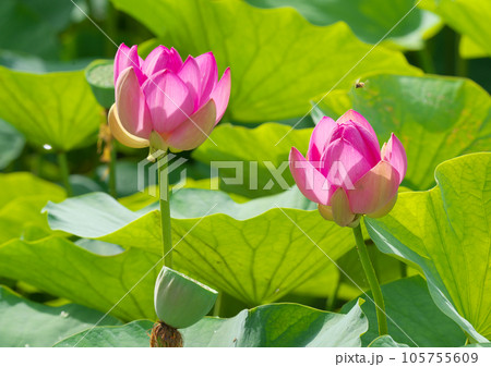 梅雨の晴れ間に可憐に咲く大賀ハス 105755609