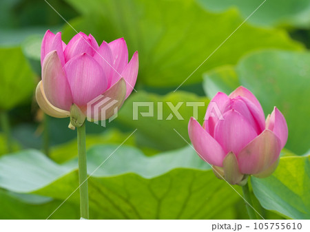 梅雨の晴れ間に可憐に咲く大賀ハス 梅雨の晴れ間に可憐に咲く大賀ハス 105755610