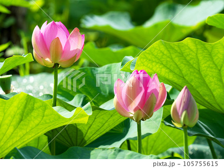 梅雨の晴れ間に可憐に咲く大賀ハス 梅雨の晴れ間に可憐に咲く大賀ハス 105755615