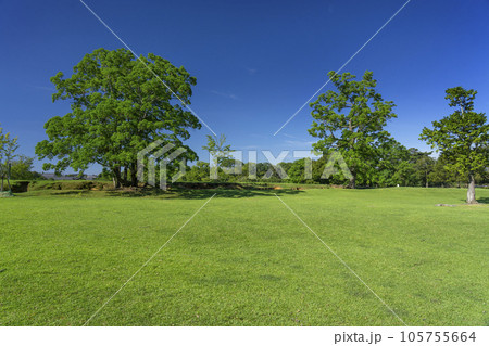 奈良公園 飛火野 夏の季節 奈良公園 飛火野 夏の季節 105755664