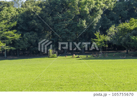 奈良公園 飛火野 夏の季節 奈良公園 飛火野 夏の季節 105755670