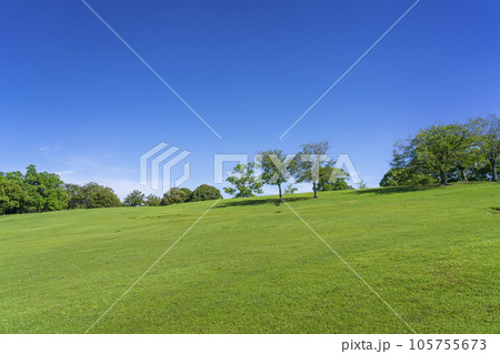 奈良公園　飛火野　夏の季節 105755673